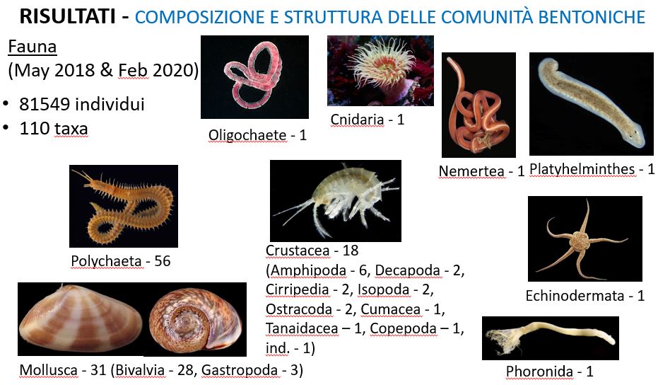 Eseguita la terza campagna di monitoraggio delle matrici ambientali, della flora e della fauna marina